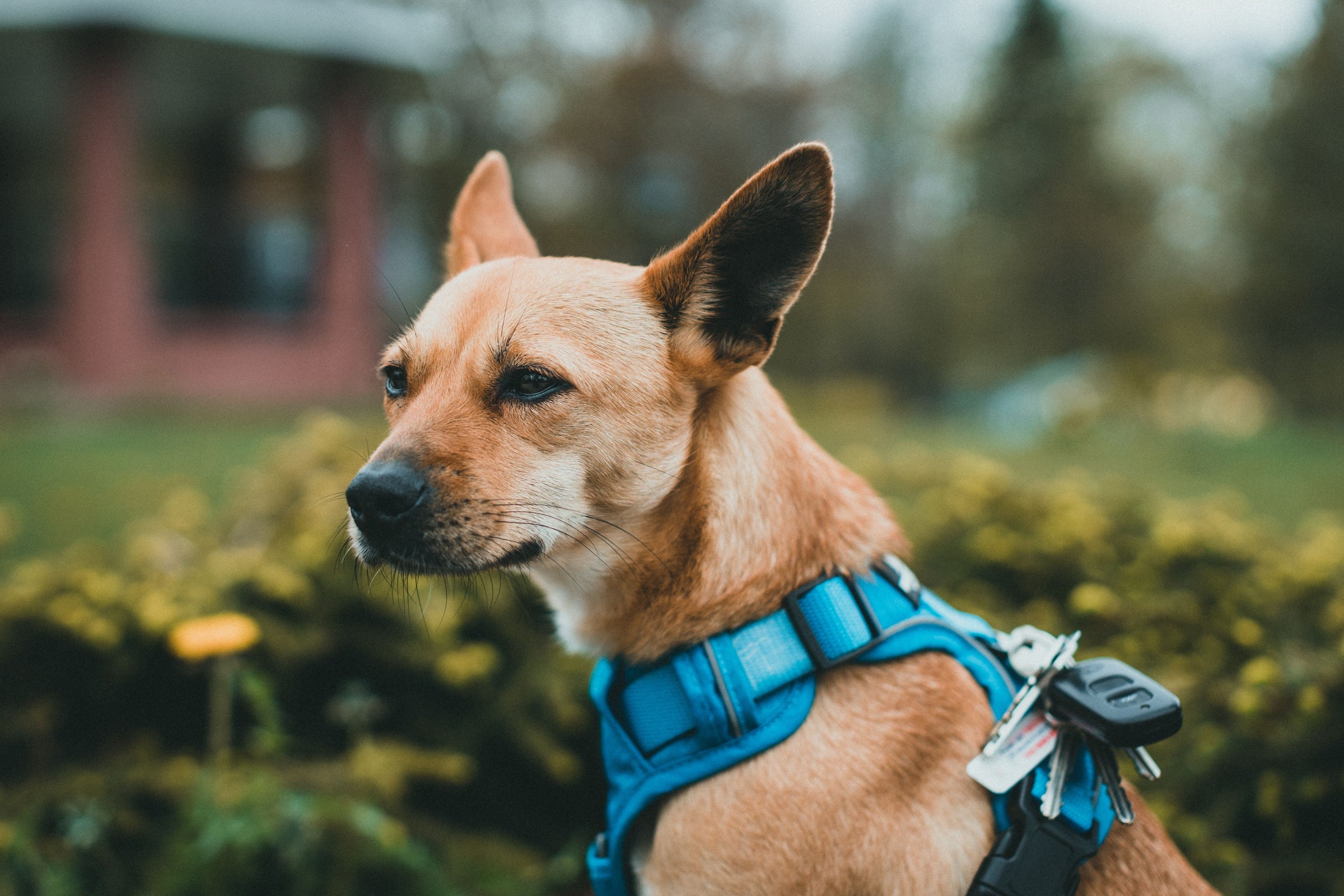 PET ACCESSORIES